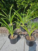 Agapanthus wit, Afrikaanse lelie, met bloem, wit, Ophalen
