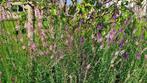 Winterharde planten: linaria (vlasleeuwenbekje) en hibiscus, Plein soleil, Enlèvement, Autres espèces, Été