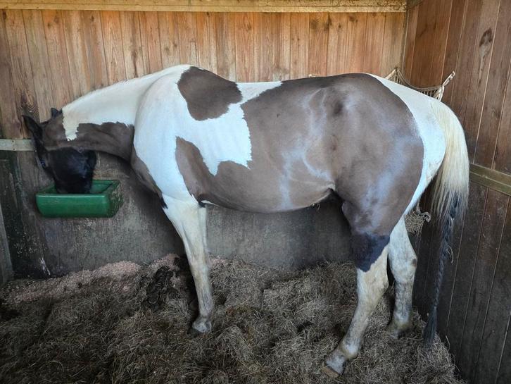 U Paard of pony laten scheren!, Animaux & Accessoires, Box & Pâturages