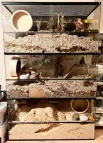 Grote Chinchilla Kooien van Glas, Dieren en Toebehoren, Nieuw, 90 cm of meer, Minder dan 75 cm, Ophalen of Verzenden