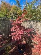 Japanse esdoorn : Acer Palmatum “Bloodgood”, Tuin en Terras, Planten | Bomen, Halfschaduw, Overige soorten, Lente, 100 tot 250 cm