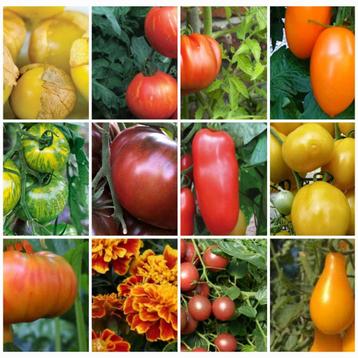 Plants bio en pot de tomates(5+gratuite) potiron/tagètes...