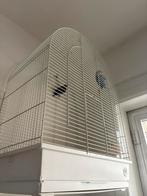 Oiseaux inséparables, Dieren en Toebehoren, Meerdere dieren, Roofvogel, Tam