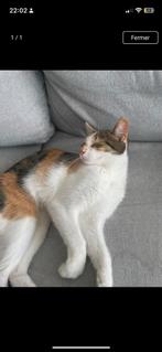 Don, Dieren en Toebehoren, Katten en Kittens | Raskatten | Korthaar, 0 tot 2 jaar