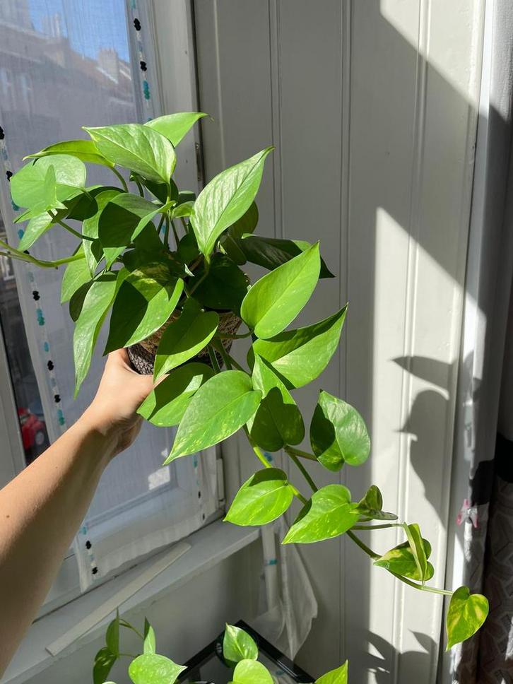 Plantes à vendre pour déménagement - Prix en description, Jardin & Terrasse, Plantes | Arbres, Enlèvement