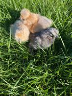 Kuikens kuikentjes zijdehoen USA UITZOEKEN, Dieren en Toebehoren, Pluimvee, Geslacht onbekend, Kip
