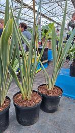 Phormium tenax 'Variegatum / Nieuw Zeelands Vlas, Tuin en Terras, Ophalen