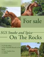 SGS Smoke and Spice on the Rocks, Dieren en Toebehoren, Gechipt, Hengst, Niet van toepassing, 3 tot 6 jaar
