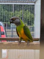 Bonte boer baby, Dieren en Toebehoren, Vogels | Parkieten en Papegaaien