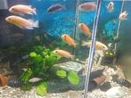 Cichliden te koop, Dieren en Toebehoren, Vissen | Aquariumvissen