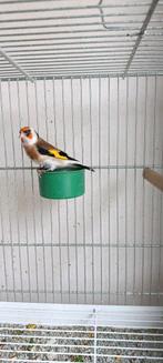 Chardonneret gorge blanche, Dieren en Toebehoren, Mannelijk, Tropenvogel, Geringd