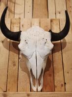 BISON Schedel, Antiek en Kunst, Ophalen of Verzenden