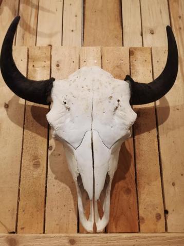BISON Schedel beschikbaar voor biedingen