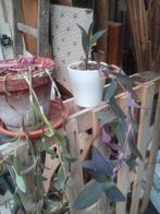 Twee paarse miseries in een pot, Ophalen, Ficus, In pot