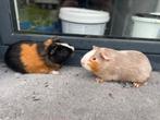 Jonge cavia’s, Dieren en Toebehoren, Cavia, Tam