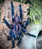 Poecilotheria metallica, Dieren en Toebehoren, Insecten en Spinnen