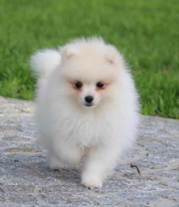Pomeriaan/Dwergkees pup, Dieren en Toebehoren, Honden | Poolhonden, Keeshonden en Oertypen, Reu, Keeshond, Fokker | Professioneel