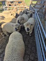 Verschillende ramlammeren zuiver Hampshire down of kruising, Dieren en Toebehoren, Schapen, Geiten en Varkens, Mannelijk, Schaap