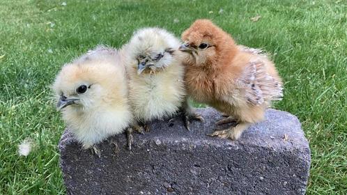USA zijdehoen kuikens, Dieren en Toebehoren, Pluimvee