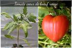 plant / pied de tomate coeur de boeuf, Annuelle, Plein soleil, Enlèvement ou Envoi, Plantes potagères