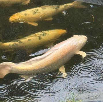 Koi butterfly platinum ogon 75 cm beschikbaar voor biedingen