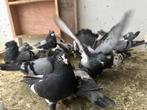 Des pigeons serbes qui volent bien, Animaux & Accessoires, Oiseaux | Pigeons