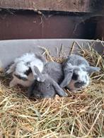 Hangoorkonijntjes, Dieren en Toebehoren, Konijnen, Vrouwelijk, Dwerg, Hangoor, 0 tot 2 jaar