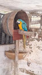 Bewezen Blauw gele ara kweekman, Dieren en Toebehoren