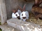 3 nesten jonge konijnen, Dieren en Toebehoren, Groot