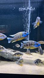 Malawi cichliden protomelas sp steveni taiwan reef, Vis, Zoetwatervis, Schoolvis