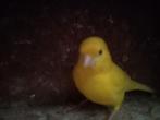 Kanarie man, Dieren en Toebehoren, Vogels | Kanaries