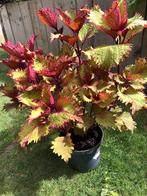 Siernetel/ Coleus, Ophalen