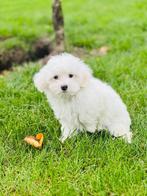 Chiots maltais belges à vendre, Animaux & Accessoires, Bichon maltais, Plusieurs, Parvovirose, Belgique