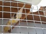 Kanaries, Dieren en Toebehoren, Vogels | Kanaries, Mannelijk