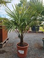 Winterharde palmbomen Trachycarpus Fortunei, Ophalen, Halfschaduw, Palmboom