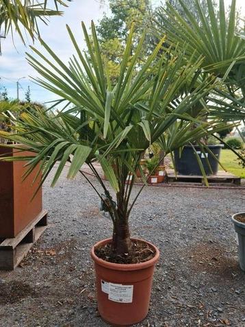 Winterharde palmbomen Trachycarpus Fortunei  beschikbaar voor biedingen