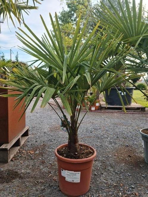 Winterharde palmbomen Trachycarpus Fortunei, Tuin en Terras, Planten | Bomen, Palmboom, Halfschaduw, Ophalen