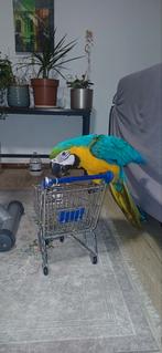 Mega tamme blauw geel ara's, Dieren en Toebehoren, Vrouwelijk, Papegaai, Geringd