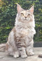 Super aanhankelijke Maine coon met stamboom, Dieren en Toebehoren, Poes, Gechipt, 0 tot 2 jaar
