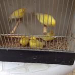 Waterslagers 2025, Meerdere dieren, Zangkanarie