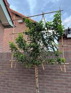 Grote keus in Leivorm bomen, thuis bezorgd is mogenlijk, Tuin en Terras, Planten | Struiken en Hagen, Ophalen, Hortensia