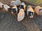 Mini varkens - geboren 4 juli, Dieren en Toebehoren, Schapen, Geiten en Varkens, Meerdere dieren, Varken, 0 tot 2 jaar