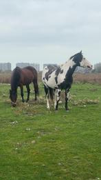 Paint horse, Animaux & Accessoires, Chevaux, Hongre