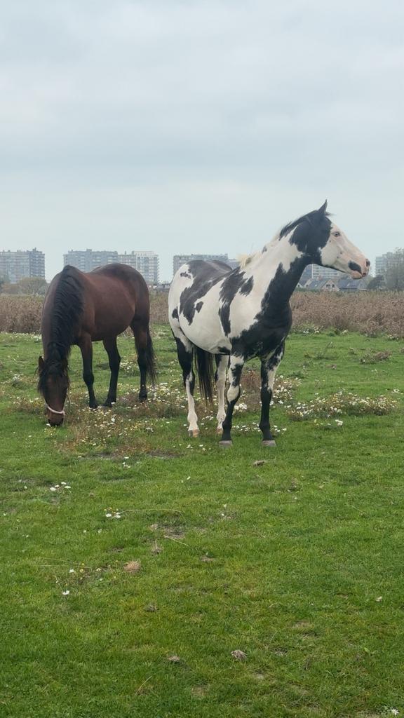 Paint horse, Animaux & Accessoires, Chevaux, Hongre