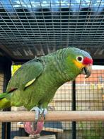 Geelwang amazone pop, Dieren en Toebehoren, Vogels | Parkieten en Papegaaien