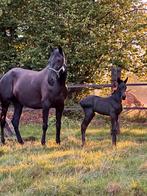 Menorquin merrie veulen, Dieren en Toebehoren, Paarden, Merrie, Gechipt, Niet van toepassing, 0 tot 2 jaar
