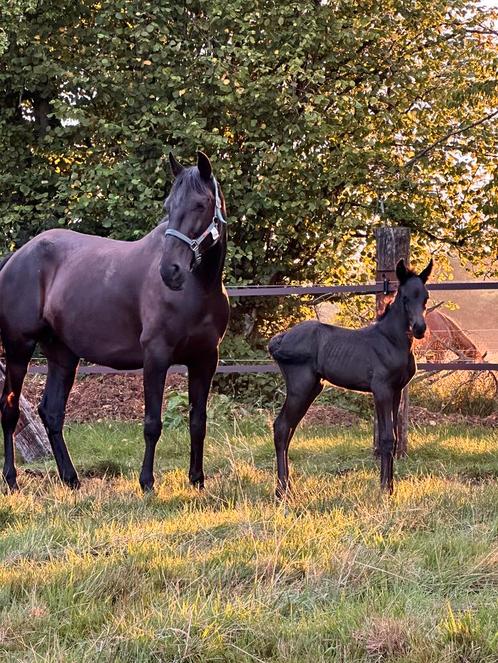Menorquin merrie veulen, Dieren en Toebehoren, Paarden, Merrie, Niet van toepassing, 160 tot 165 cm, 0 tot 2 jaar, Met stamboom