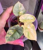 Alocasia silver dragon aurea variagated, Ophalen