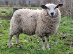 Drachtige ooien, Dieren en Toebehoren, Schapen, Geiten en Varkens, Meerdere dieren, Schaap, 0 tot 2 jaar