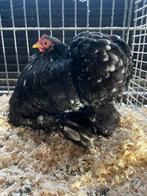 cochinkriel hennen zwart witgepareld 2025, Dieren en Toebehoren, Pluimvee, Vrouwelijk, Kip